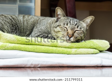 Thai Cat sleeping on blanket