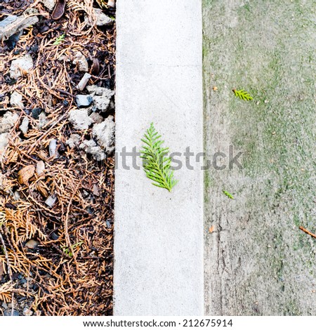 Pine leaf falling on concrete block