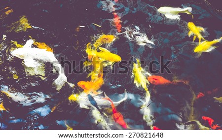 vintage filter : Crowd of Koi fish in pond,colorful natural background,Koi is symbolize good luck and fortune