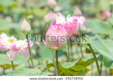 Charming lotus bloom in the pond