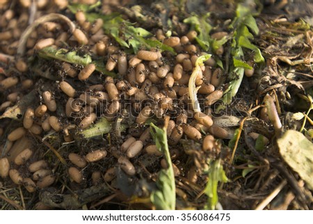 Ants nest and eggs on a garden compost heap.
