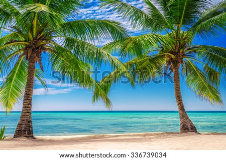 Palm tress at the exotic beach in Dominican Republic