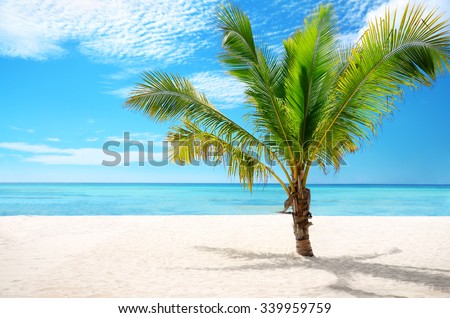 Beautiful exotic beach and coconut palm tree Saona Island, Dominican Republic