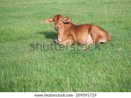 little cow on the field