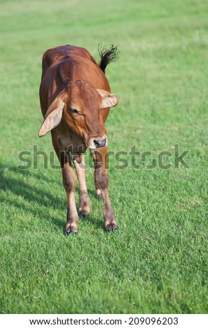 little cow in a farm