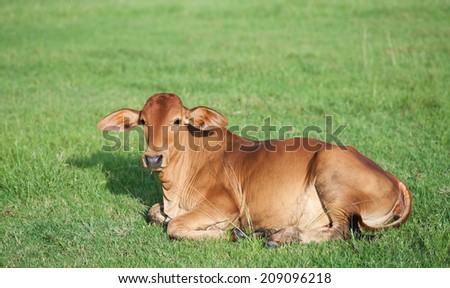 lovely little cow