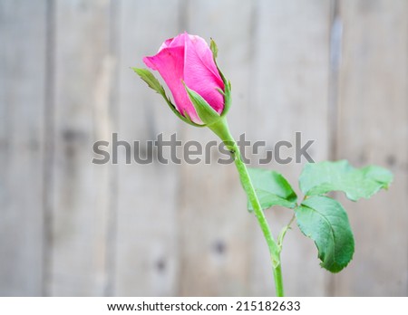 beautiful pink rose with old wood wall background