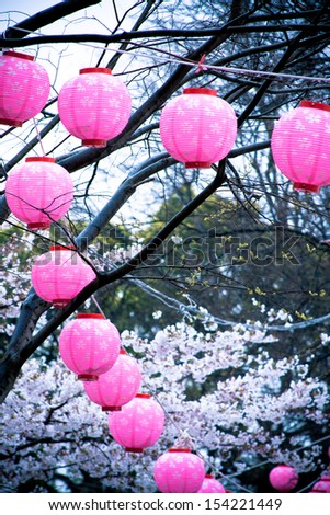 Japanese lanterns on cheery blossom tree