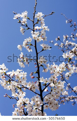 Japanese Sky Symbol