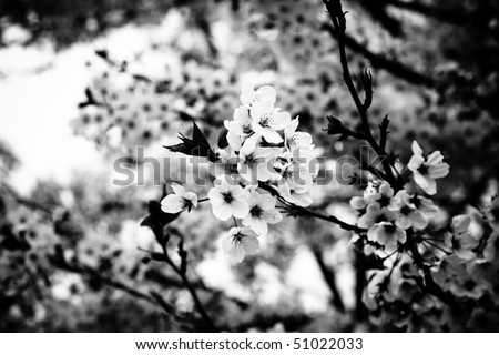 Symbol of Japanese culture. Cherry tree  blossoms in black and white.