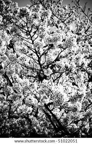 cherry tree blossom japan. Cherry tree blossoms in black