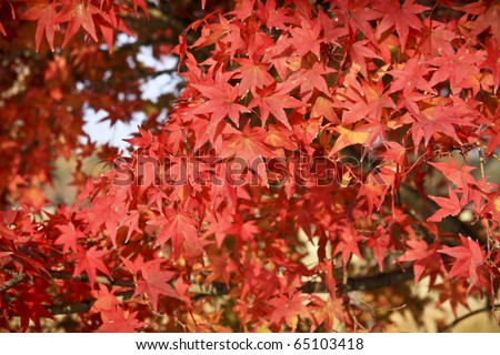 Vivid red leaves of japanese maple in evening sunshine