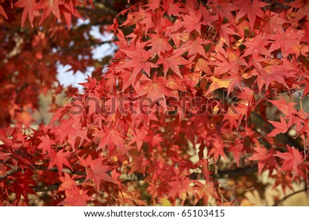 Vivid red leaves of japanese maple in evening sunshine