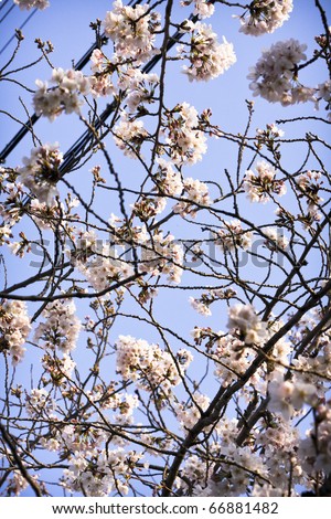 japanese cherry tree blossoms. stock photo : Symbol of Japanese culture. Cherry tree blossoms