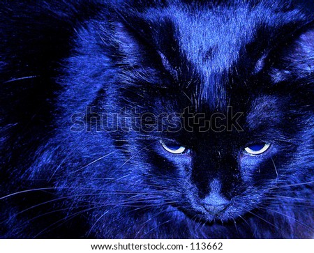 Blue cat