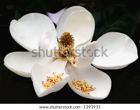 magnolia tree flower. magnolia tree flower