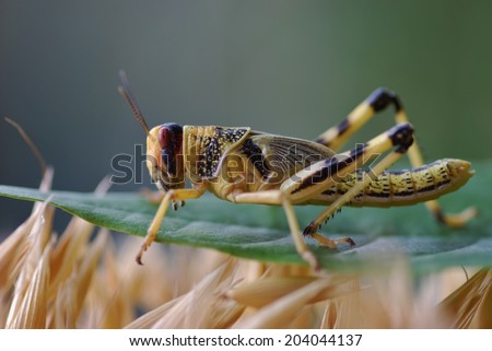 Locust Anacridium aegyptium crop pest