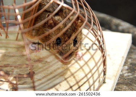 mouse in a live catch trap