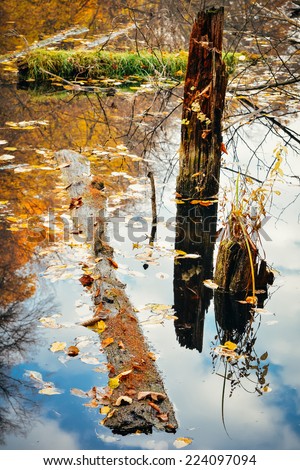 Life cycle in the forest ecosystem. Abandoned, flooded forest in Autumn season