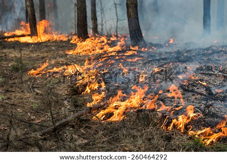 Running (fast) ground fire in pine stand