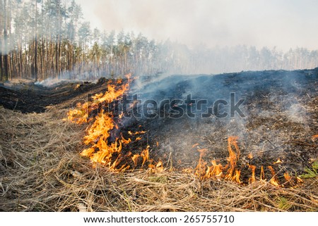 Fire on agricultural land near forest. Flame and burned area in smoke.