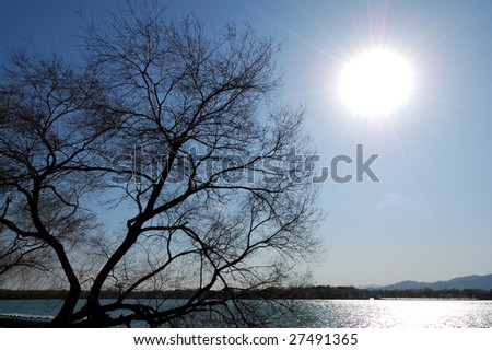 silhouette of the tree with sky, lake and sun on the background