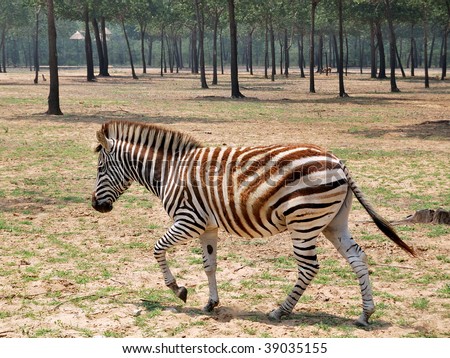 Little wild zebra walking in the prairie