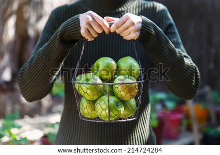 Female in warm clothing holding basket of organic green apples in the garden. Selective focus, shallow Depth of Field