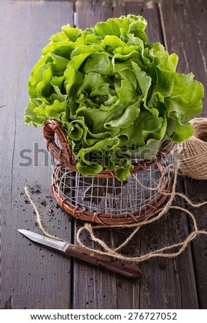 Single butter lettuce head in a metal basket over rustic wooden background