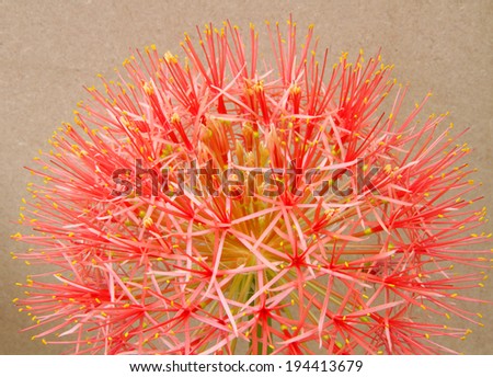 Powder puff lily or Blood flower on brown background