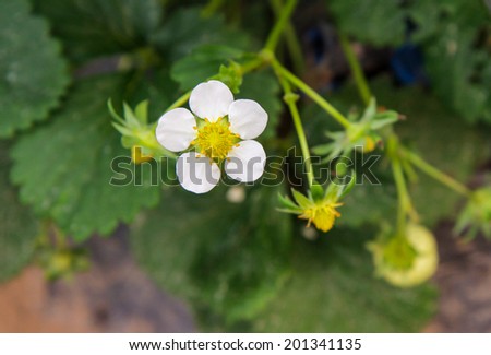 strawberry flower in the Field of the strawberry patch nestled black film