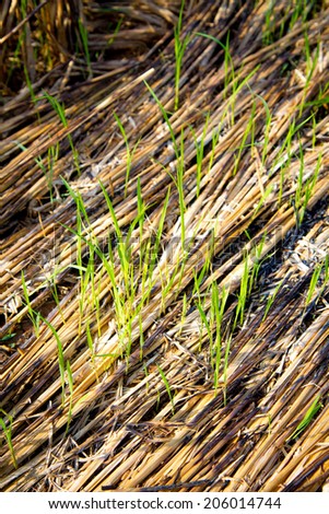 plant growth jostle during straw in the rice field after end of harvest season