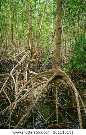 Mangrove roots reach into shallow water in a forest growing in the Mergui Archipelago off the coast of thailand. Mangroves are important nursery habitat for many species birds, fish and invertebrates