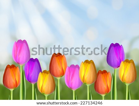easter tulip abstract background with blue sky and sun rays