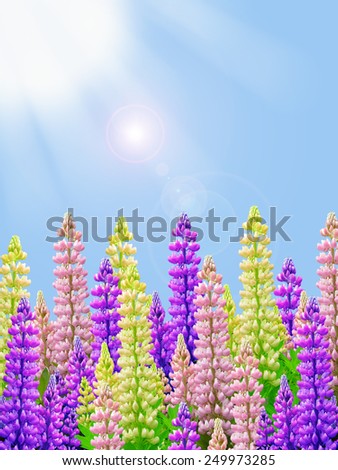 yellow pink and purple lupin flowers with sunny blue sky background and sun rays