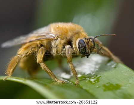 macro of the yellow carpenter-bee, shallow depth of field