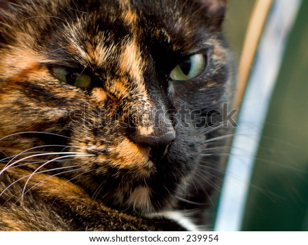 Patte Etoilée ∼ La déesse du firmanent ∼ ♥ Stock-photo-close-up-of-a-tortoiseshell-cat-indoors-239954