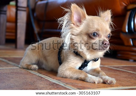 Lying chihuahua with a strap on the stone floor