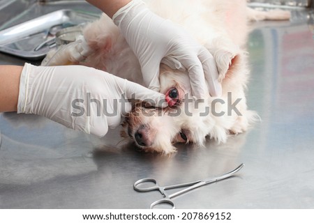 Dog with eye injury