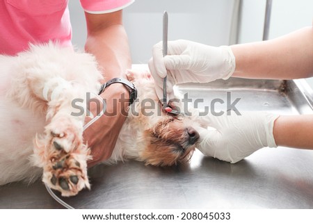 Veterinarian surgery, operating of dog eye