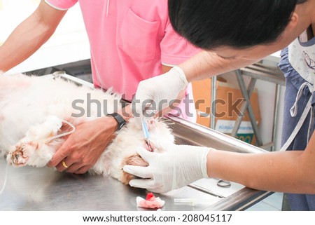 veterinarian give  medicine to the dog after surgery
