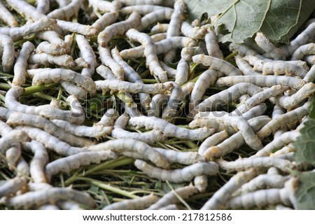 Silk Production Process, Silk worm from egg to worm