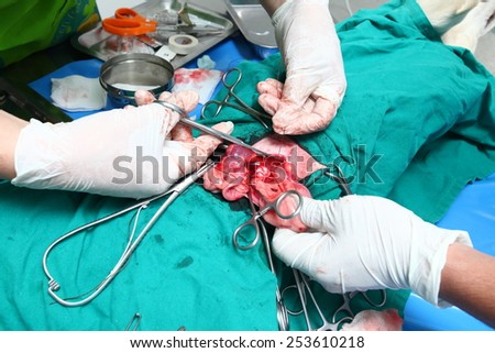 Dog in sterilization operation, Veterinary surgeon removes uterus with pymetra of the dog