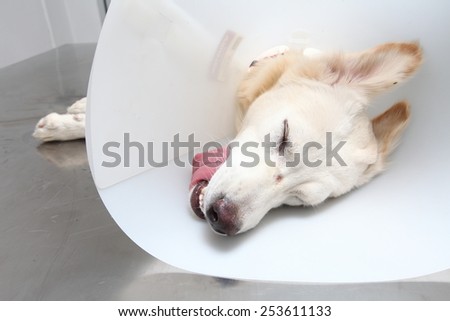 A dog wearing a protective veterinary collar after a surgical operation