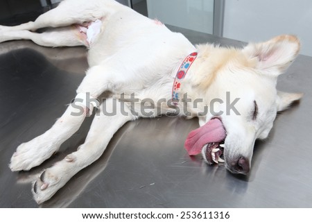 dog under anesthetic ,prepared for sterilization operation