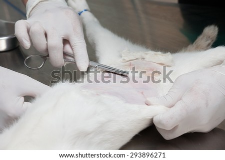 Animal surgery, cat under anesthesia veterinary prepare it for sterilization and hernia operation