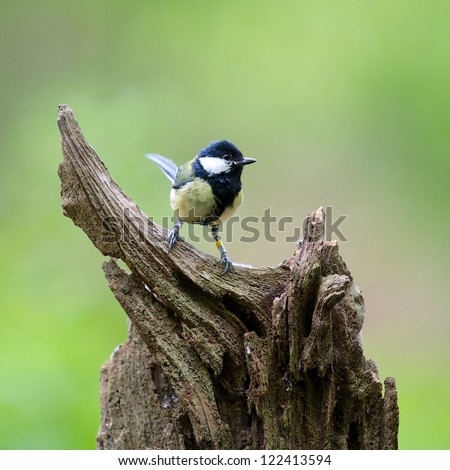 A photo of a songbird
