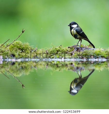 A photo of a songbird