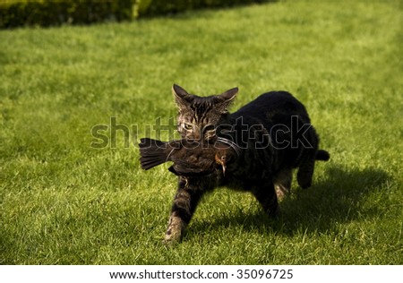 A photo of a cat which catches a bird