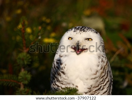 A photo of a snow owl